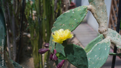 Yellow flower blooming on a Prickly Pear cactus (Opuntia) with purple fruits in a sunny outdoor garden.