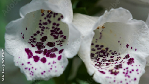 Extreme close-up of white Foxglove (Digitalis purpurea) flowers, showing the intricate purple spotted patterns and fine hairs inside the bells.