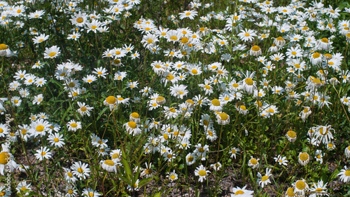 A beautiful field of white Shasta daisies (Leucanthemum x superbum) blooming in the bright summer sunlight.