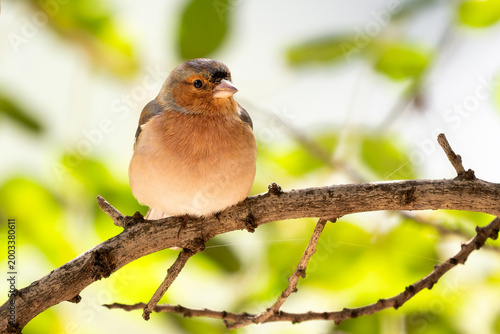 Common Chaffinch - Fringilla coelebs, beautiful colored perching bird from Old World forests, Andalusia, Spain.