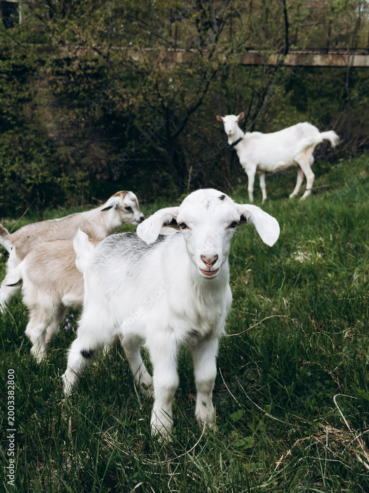Obraz premium Young goats exploring countryside near small bridge
