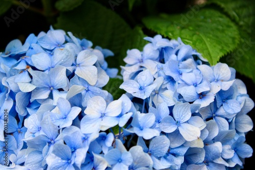 blue hydrangea flower