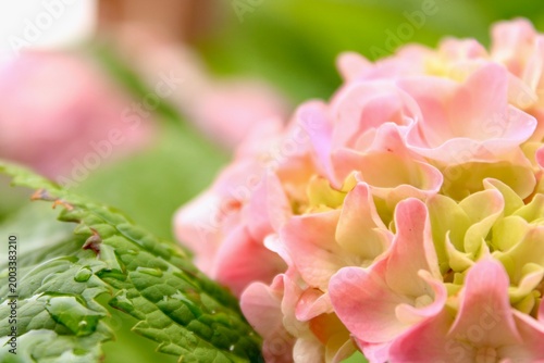 Pink Hydrangea 