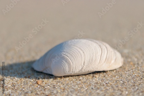 seashell on the beach