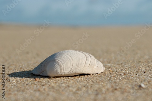 shell on the sand