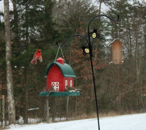 red bird feeder