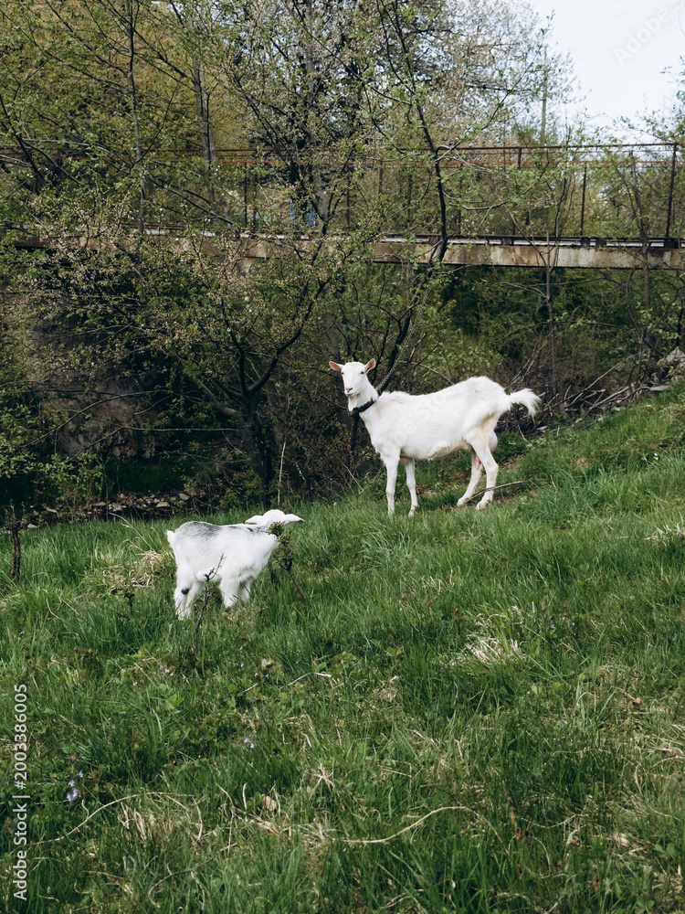 Obraz premium Young goats exploring countryside near small bridge