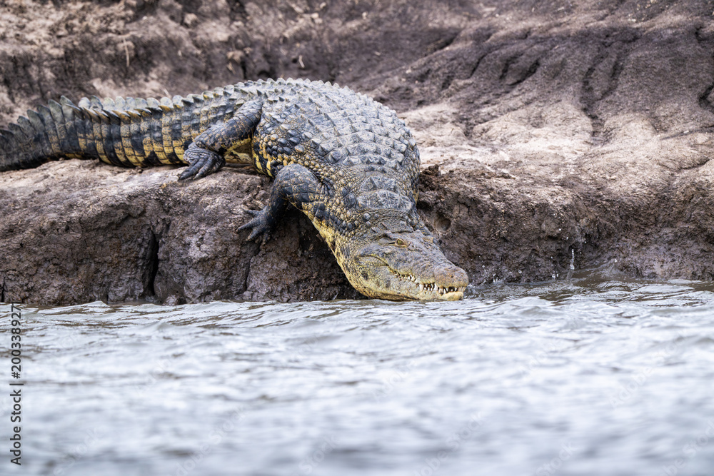 Fototapeta premium Large Nile Crocodile slips into the water of Chobe River in Botswana.