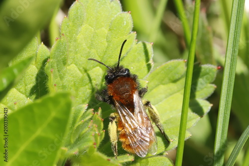 Andrena fulva