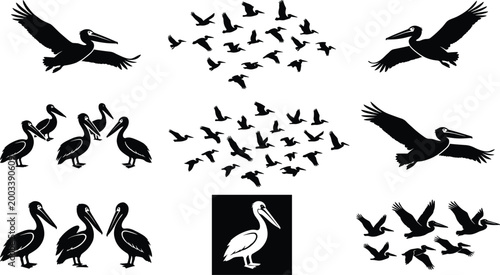 Foto Pelican bird silhouettes set with flying flock standing poses and wildlife vecto