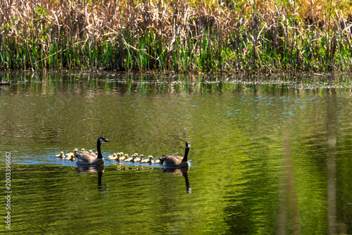 Billede på lærred Swimming Canada Geese and Fluffy Goslings