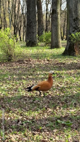 A redbreast walks through spring grass in a park with trees in the background in its natural habitat. Redbreasted Shelduck, Tadorna ferruginea