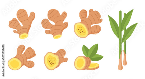 Cuadro en lienzo Fresh ginger root and leaves set illustration