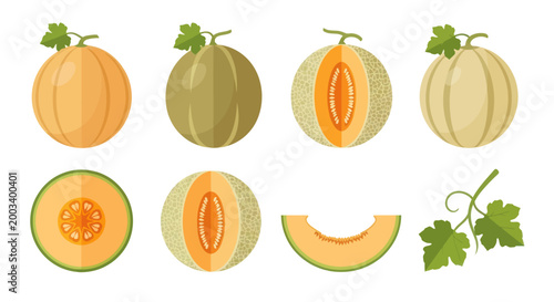Fresh melons isolated fruit illustrations