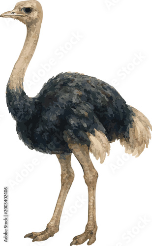 Vector watercolor cartoon illustration of an ostrich