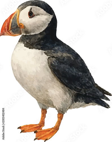 Vector watercolor cartoon illustration of a puffin
