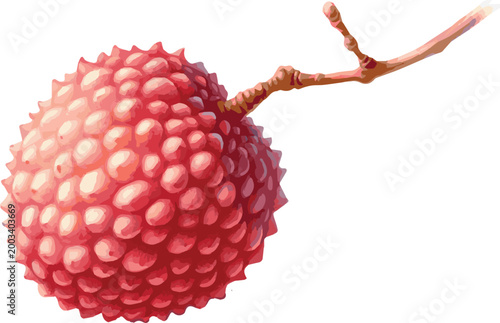 Vector watercolor painted illustration of a lychee