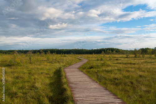 Bild auf Leinwand An ecological trail through the Sestroretskoye Boloto (Sestroretsk swamp) State Nature Reserve on a sunny summer day, Russia, St