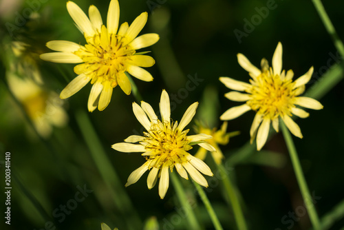 Konstfotografi Tragopogon pratensis (common names Jack-go-to-bed-at-noon, meadow salsify, showy
