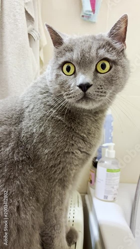 A portrait of a surprised British Shorthair cat with big yellow eyes