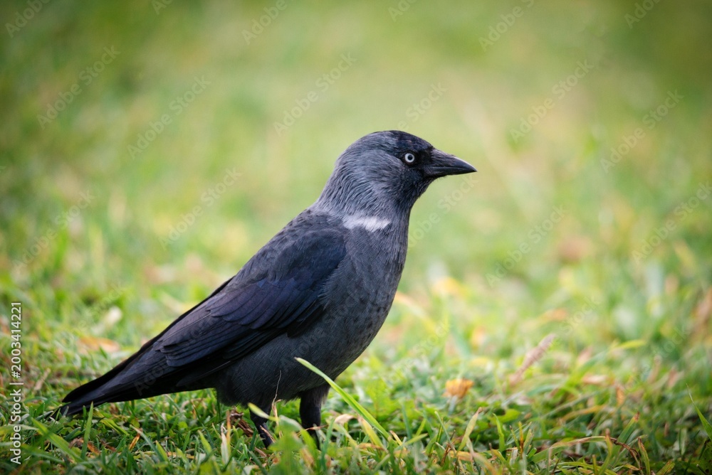 Fototapeta premium Western jackdaw standing on green grass. Wild bird with dark plumage and pale eye in nature. Ornithology study and wildlife observation. Animal portrait in garden environment.
