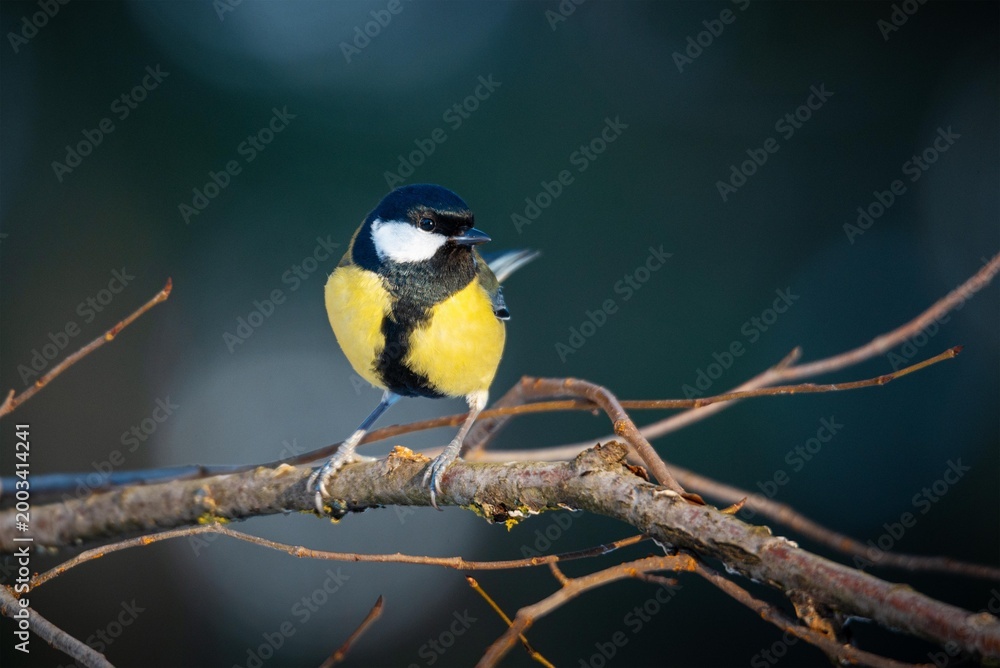 Obraz premium Great tit bird perched on a tree branch. Small yellow songbird in nature, wildlife photography. Encounter with wild avian species in forest environment, birdwatching and nature concept.