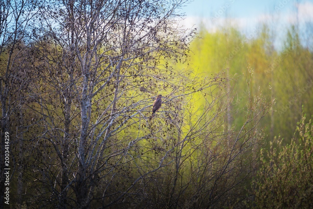Fototapeta premium Buzzard sitting on a branch of an alder tree in spring. Bird of prey resting in the forest. Wildlife photography of a raptor in its natural environment, nature conservation concept.
