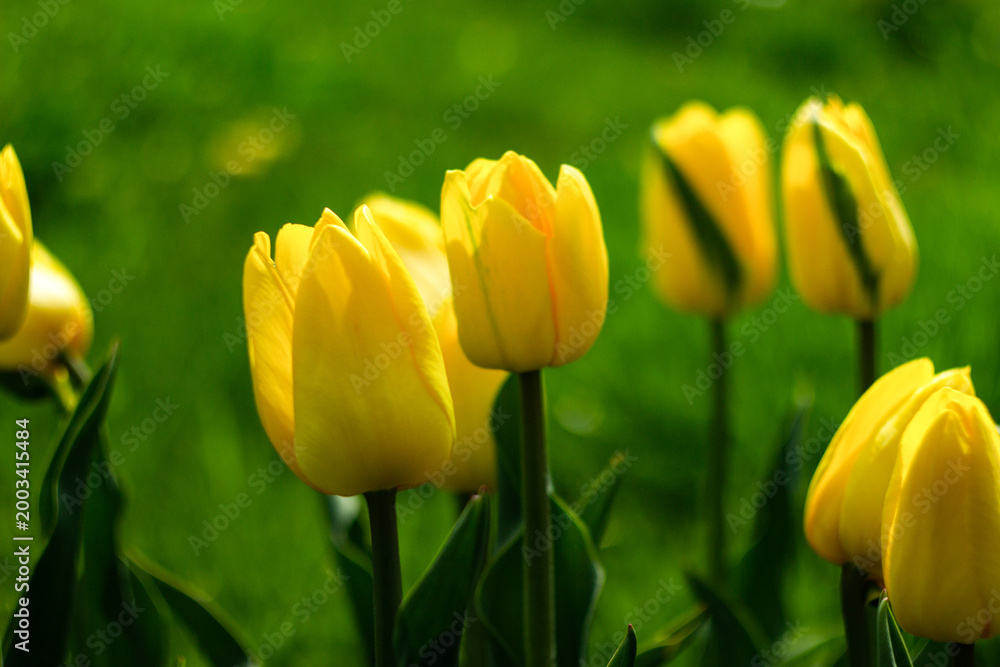 Obraz premium yellow tulips in the garden