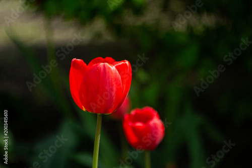 beautiful red tulips in the garden