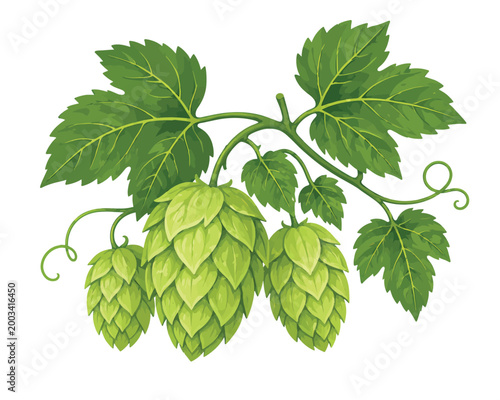 Hop Plant Branch Beer Ingredient Brewing Agriculture Illustration
