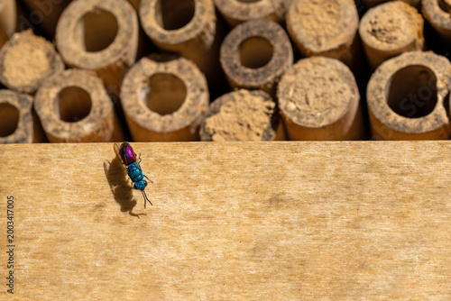close-up top view of a metallic red green ruby-tailed wasp on an insect hotel at sunlight	