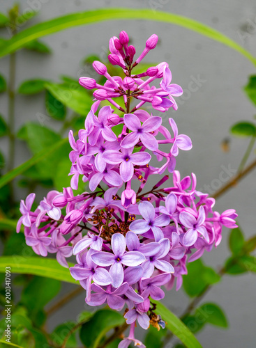 Konstfotografi Syringa vulgaris, the lilac or common lilac, is a species of flowering plant in the olive family, Oleaceae