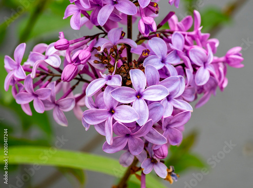 Photos Syringa vulgaris, the lilac or common lilac, is a species of flowering plant in the olive family, Oleaceae