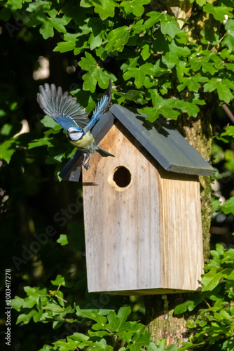 a blue tit flying out of a birdhouse in the sunshine