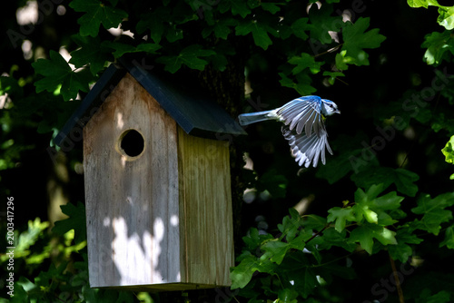 a blue tit flying in front of a birdhouse in the sunshine