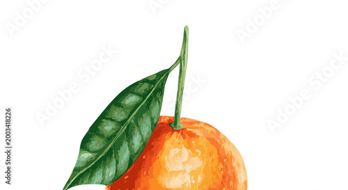 Vector watercolor illustration of a tangerine