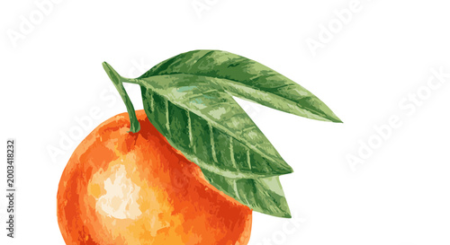 Vector watercolor illustration of a tangerine