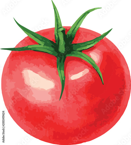 Vector watercolor illustration of a tomato