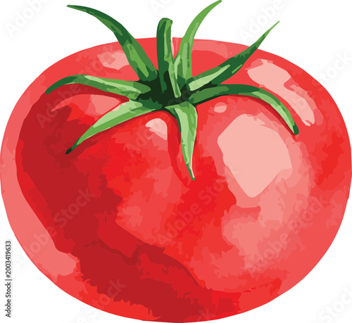 Vector watercolor illustration of a tomato