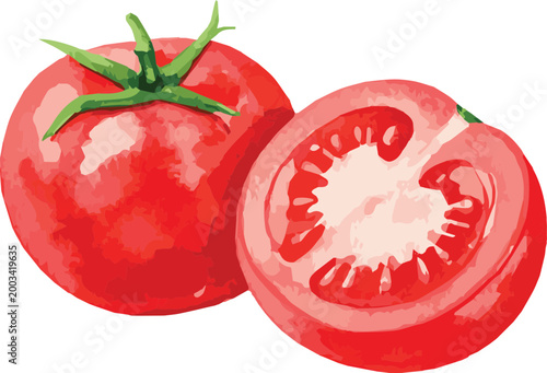 Vector watercolor illustration of a tomato