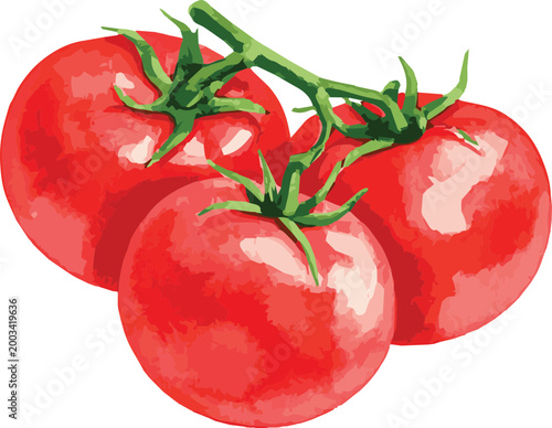 Vector watercolor illustration of a tomato