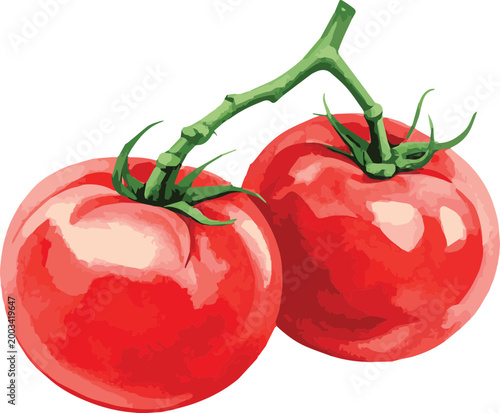 Vector watercolor illustration of a tomato
