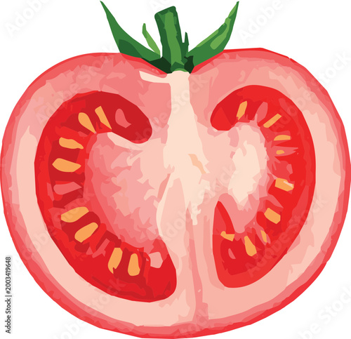 Vector watercolor illustration of a tomato