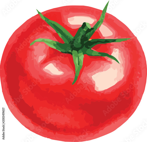 Vector watercolor illustration of a tomato