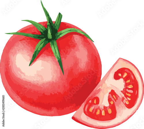 Vector watercolor illustration of a tomato
