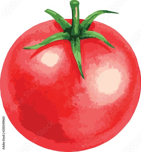 Vector watercolor illustration of a tomato