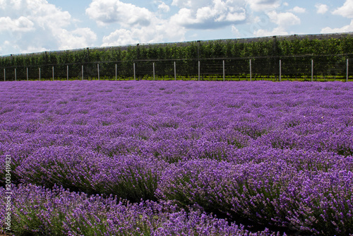 Blooming Lavender Field Landscape Under Blue Sky with Clouds