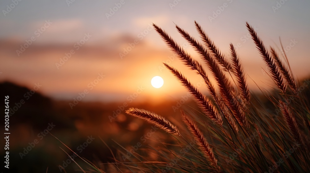 Naklejka premium Feathery grass plumes bathed in the soft warm light of a golden hour sunset against a glowing sky