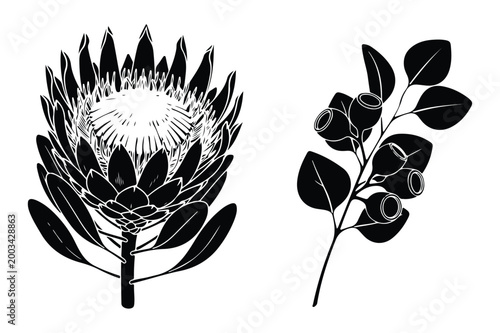 Protea flower and eucalyptus branch vector illustration with eucalyptus