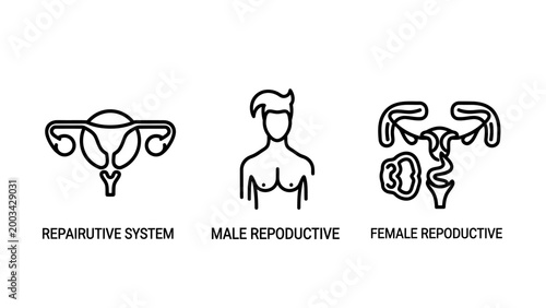 Human reproductive system anatomical icons depicting male and female anatomy symbols with reproductive education physiology healthcare fertility reproduction gynaecology internal structure